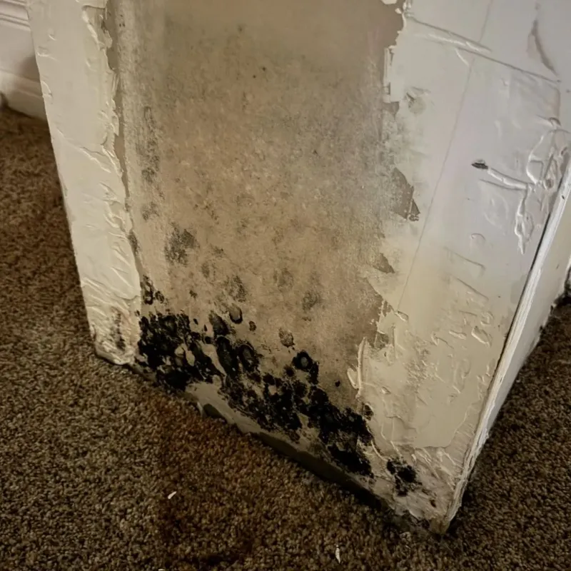 Professional Mold Removal in Gastonville, PA